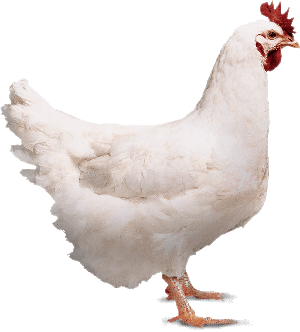 rock cornish chicken
